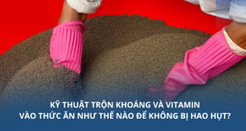 Kỹ thuật trộn khoáng và vitamin vào thức ăn như thế nào để không bị hao hụt?